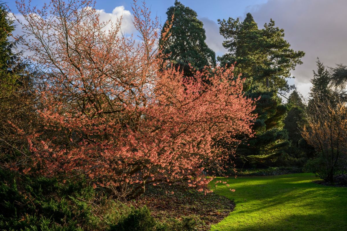 Toverhazelaars in Arboretum Kalmthout